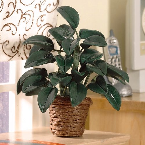 Dolls House Rubber Plant