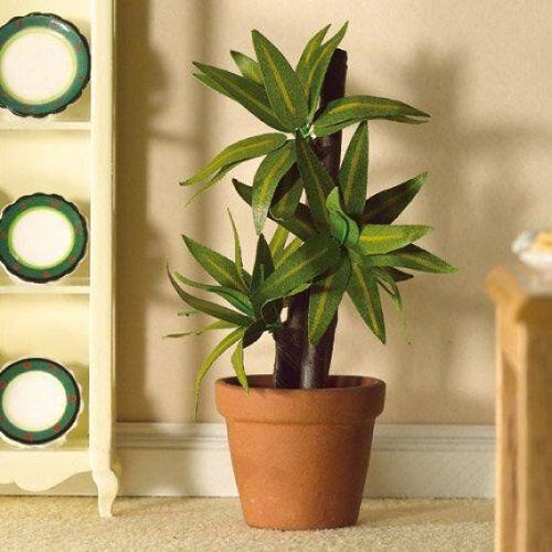 Dolls House Variegated Yucca Plant