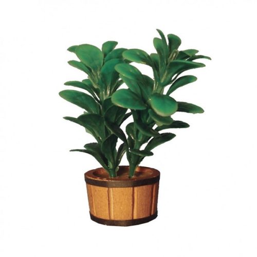 Dolls House Double Rubber Plant